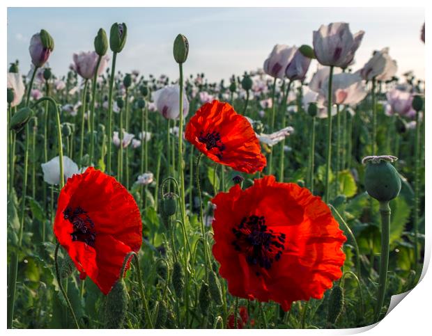 Red poppies  Print by Shaun Jacobs