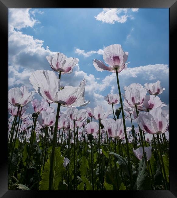 Poppies  Framed Print by Shaun Jacobs