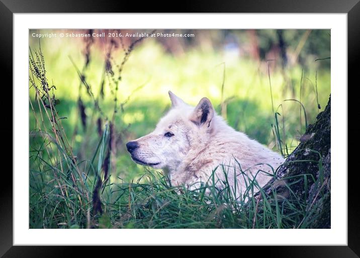 Wolf Framed Mounted Print by Sebastien Coell