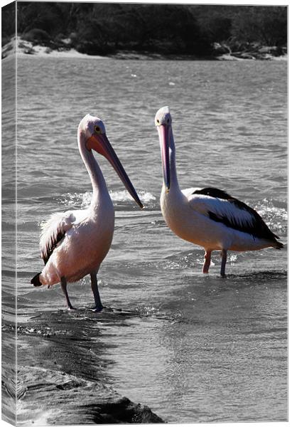 Two Pelicans Canvas Print by Phil Swindin