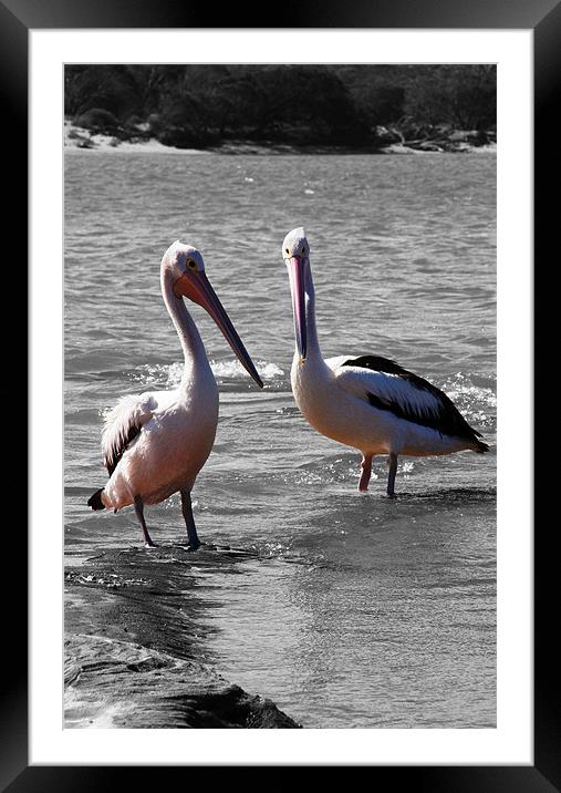 Two Pelicans Framed Mounted Print by Phil Swindin