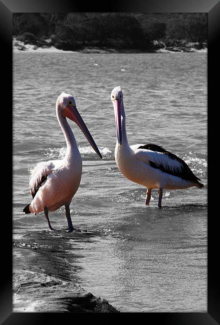 Two Pelicans Framed Print by Phil Swindin