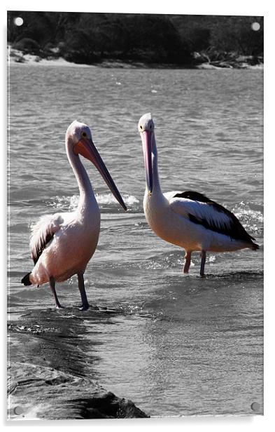 Two Pelicans Acrylic by Phil Swindin