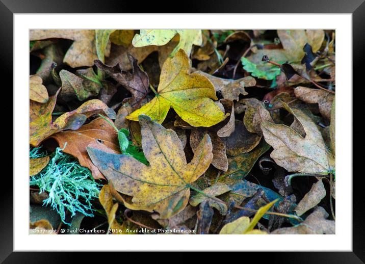 Autumn Leave Framed Mounted Print by Paul Chambers