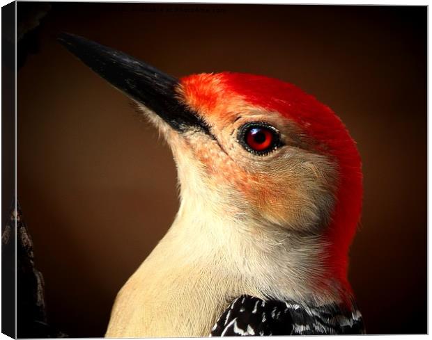 Red Bellied Woodpecker Canvas Print by Paul Mays
