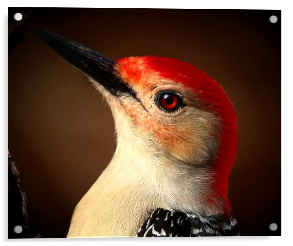 Red Bellied Woodpecker Acrylic by Paul Mays