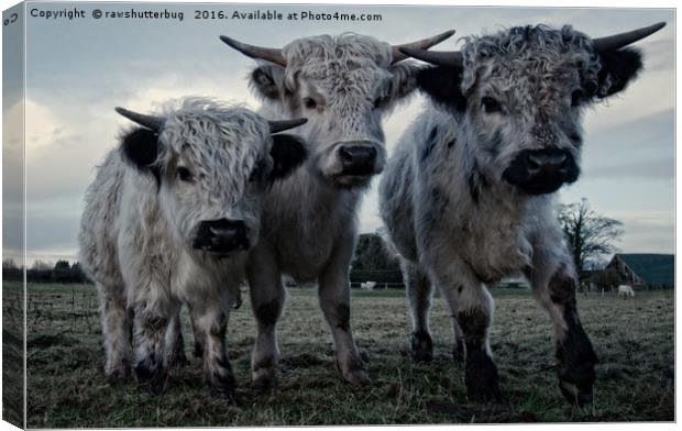 The Three Shaggy Cows Canvas Print by rawshutterbug 