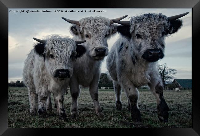The Three Shaggy Cows Framed Print by rawshutterbug 
