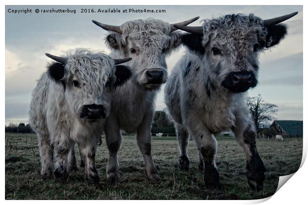 The Three Shaggy Cows Print by rawshutterbug 
