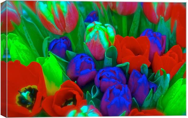 Bunch of Tulips                                Canvas Print by Sue Bottomley