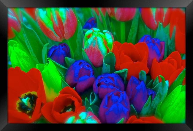 Bunch of Tulips                                Framed Print by Sue Bottomley