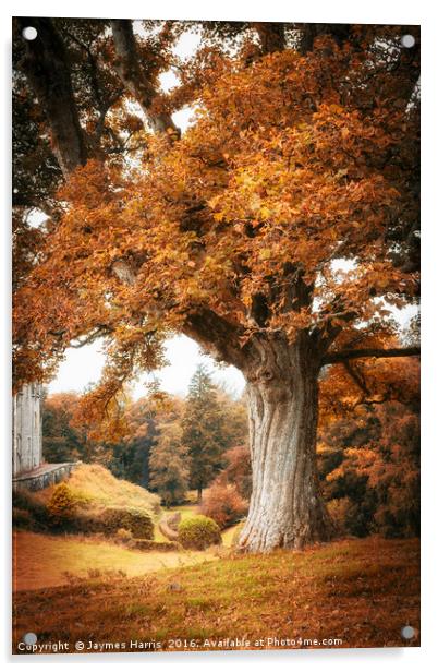 Autumn at Blair Castle Acrylic by Jaymes Harris