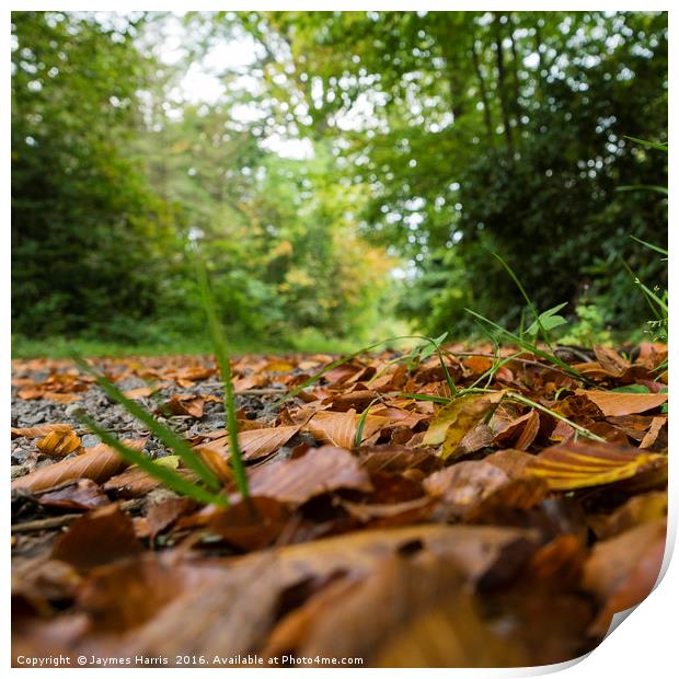 leaves at Blair Castle Print by Jaymes Harris