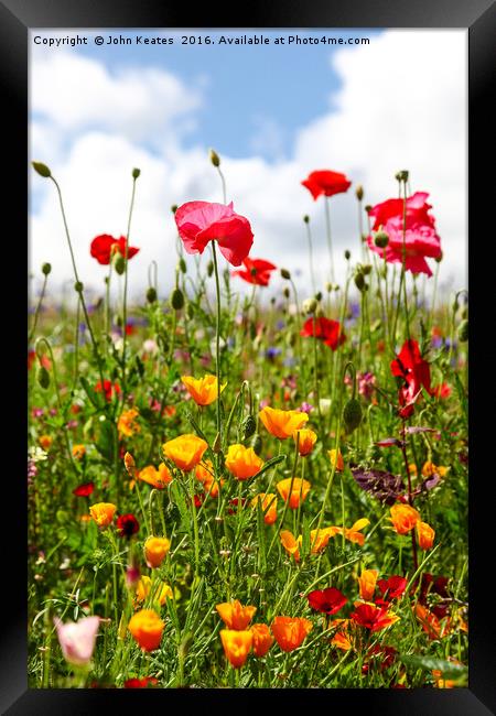 Wildflowers in a meadow on a sunny summers day Framed Print by John Keates