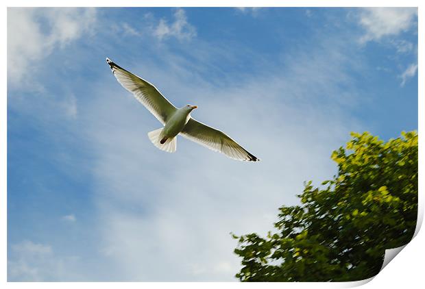 Majestic Gull Print by Ben Tasker