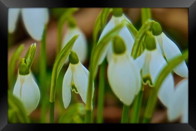 Snowdrops                                 Framed Print by Sue Bottomley