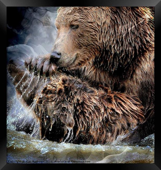 How much can you bear? Framed Print by Alan Mattison