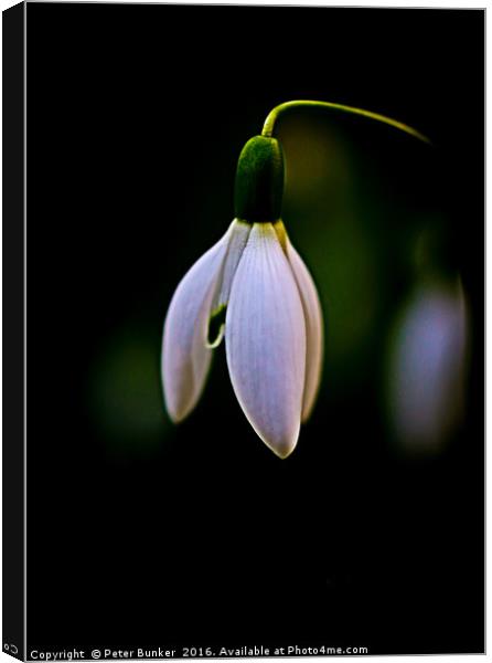 Snowdrop. Canvas Print by Peter Bunker