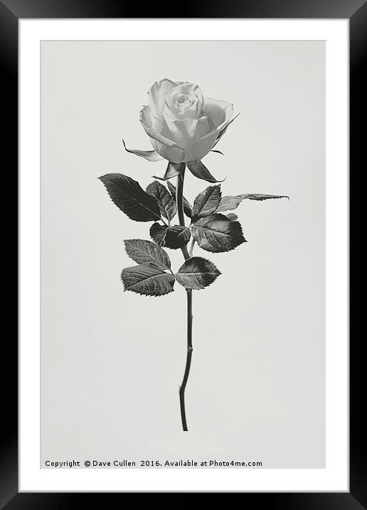 Single Rose Framed Mounted Print by Dave Cullen