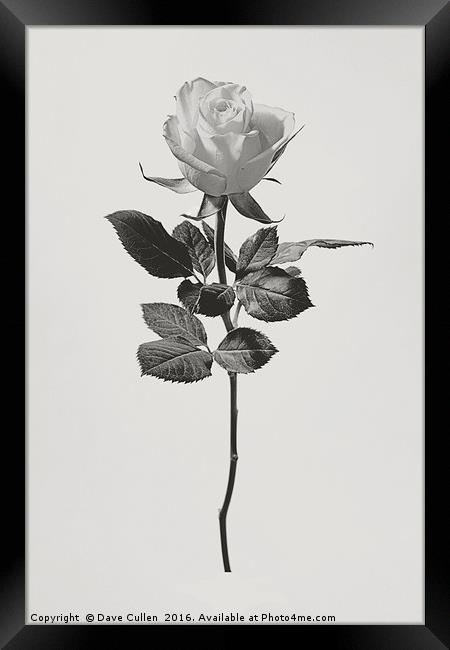 Single Rose Framed Print by Dave Cullen