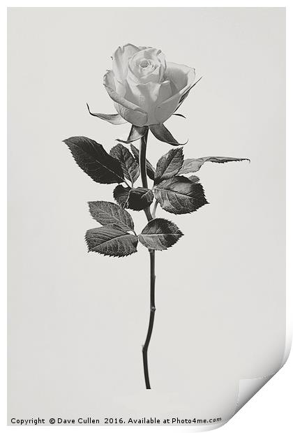 Single Rose Print by Dave Cullen