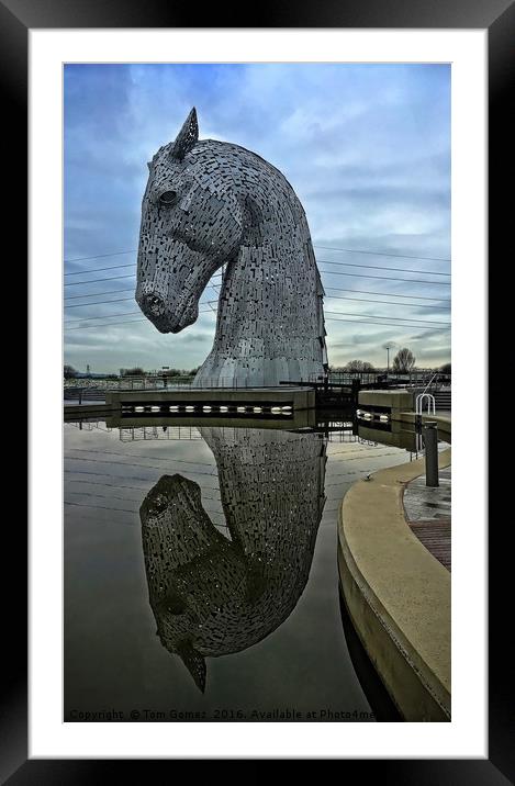 Kelpie Reflected Framed Mounted Print by Tom Gomez
