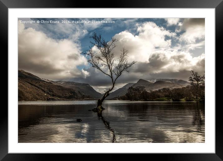 Lonely Tree Llyn Padarn  Framed Mounted Print by Chris Evans