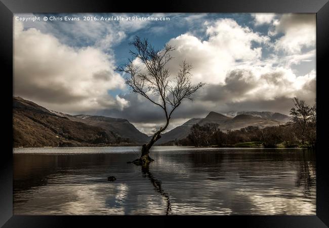 Lonely Tree Llyn Padarn  Framed Print by Chris Evans