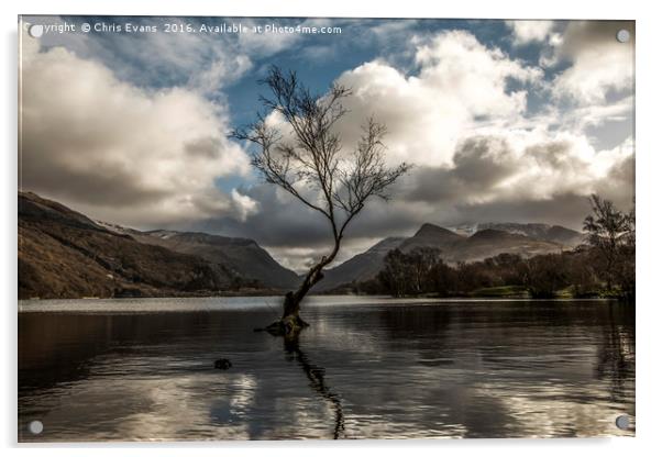 Lonely Tree Llyn Padarn  Acrylic by Chris Evans