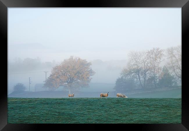 Sheep in fog at sunrise. Troutbeck, Cumbria, UK. Framed Print by Liam Grant