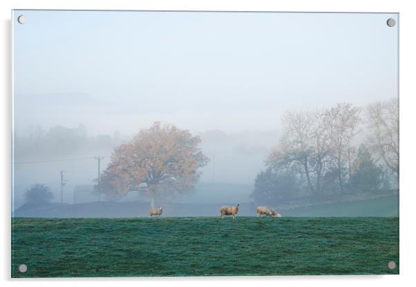 Sheep in fog at sunrise. Troutbeck, Cumbria, UK. Acrylic by Liam Grant