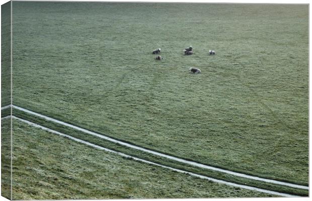 Sheep on a cold dew covered morning. Cumbria, UK. Canvas Print by Liam Grant