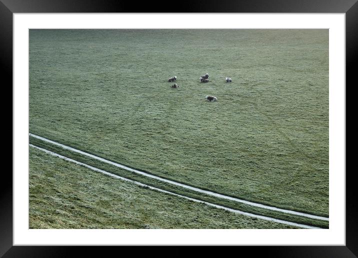 Sheep on a cold dew covered morning. Cumbria, UK. Framed Mounted Print by Liam Grant