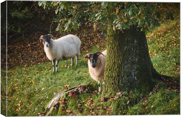 Sheep behind a tree. Cumbria, UK. Canvas Print by Liam Grant