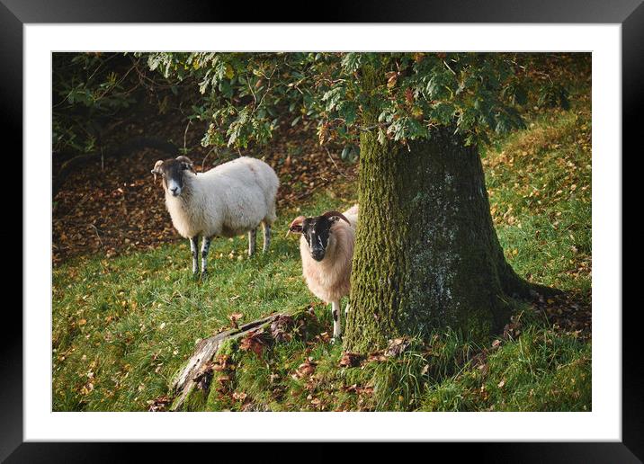 Sheep behind a tree. Cumbria, UK. Framed Mounted Print by Liam Grant
