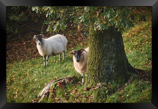 Sheep behind a tree. Cumbria, UK. Framed Print by Liam Grant