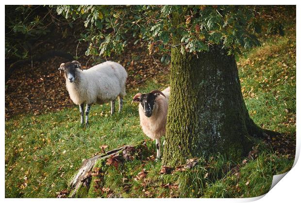 Sheep behind a tree. Cumbria, UK. Print by Liam Grant