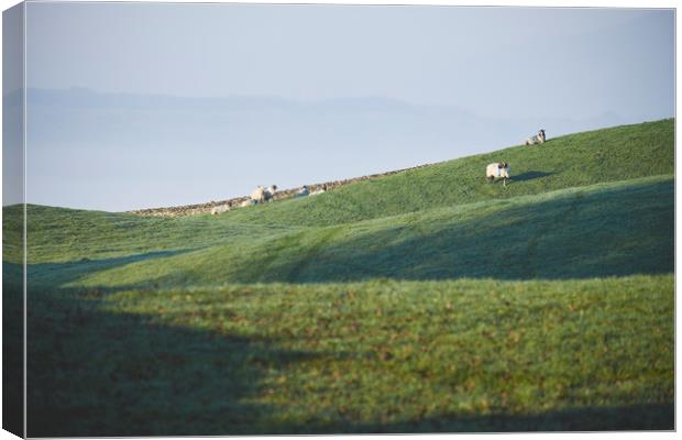 Sheep and fog in the valley at sunrise. Troutbeck, Canvas Print by Liam Grant