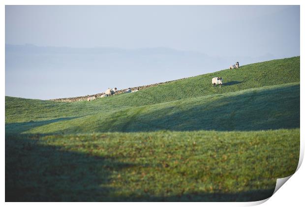 Sheep and fog in the valley at sunrise. Troutbeck, Print by Liam Grant