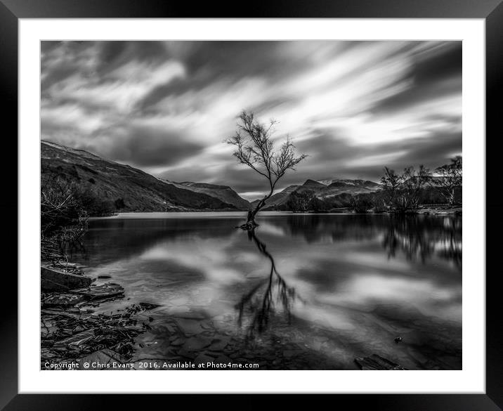 Lonely tree in Mono  Framed Mounted Print by Chris Evans