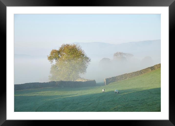 Sheep and fog in the valley at sunrise. Troutbeck, Framed Mounted Print by Liam Grant
