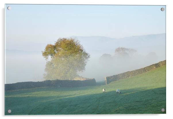 Sheep and fog in the valley at sunrise. Troutbeck, Acrylic by Liam Grant