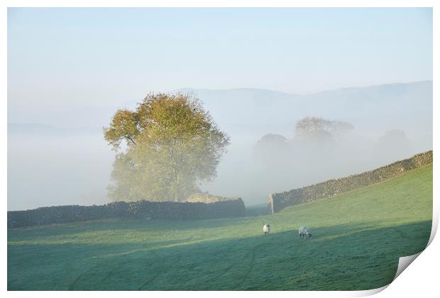 Sheep and fog in the valley at sunrise. Troutbeck, Print by Liam Grant