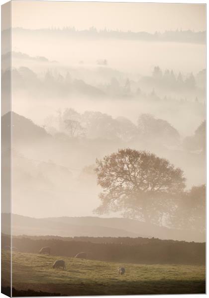 Sheep and fog in the valley at sunrise. Troutbeck, Canvas Print by Liam Grant