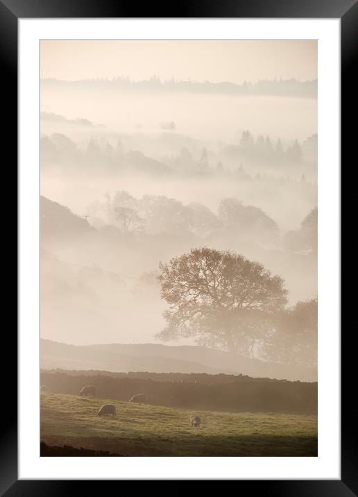 Sheep and fog in the valley at sunrise. Troutbeck, Framed Mounted Print by Liam Grant