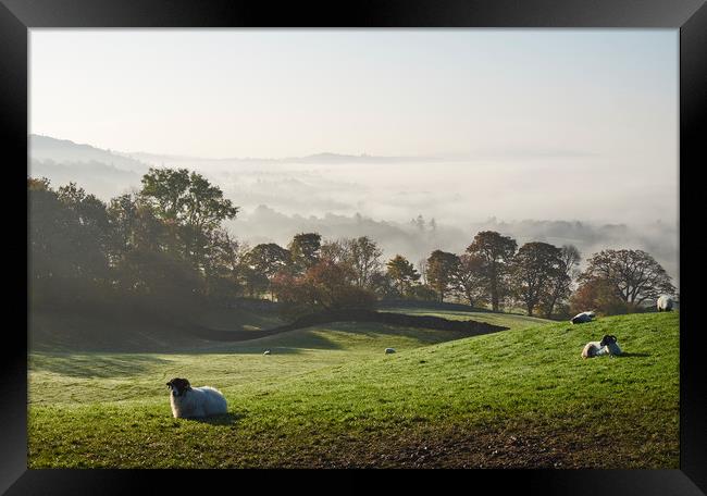 Sheep and fog in the valley at sunrise. Troutbeck, Framed Print by Liam Grant