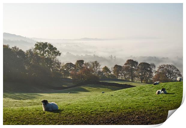 Sheep and fog in the valley at sunrise. Troutbeck, Print by Liam Grant