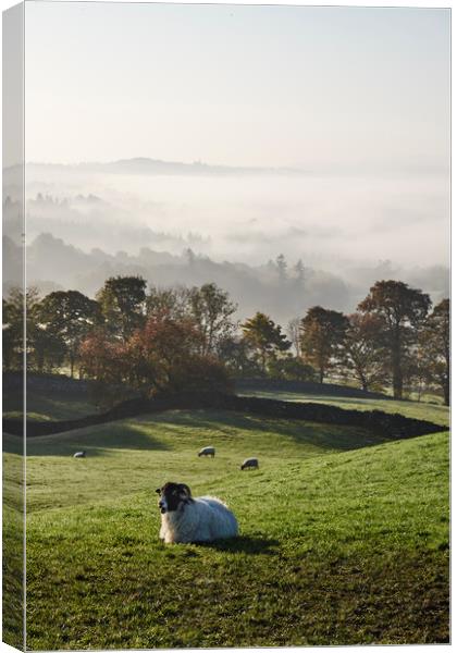 Sheep and fog in the valley at sunrise. Troutbeck, Canvas Print by Liam Grant