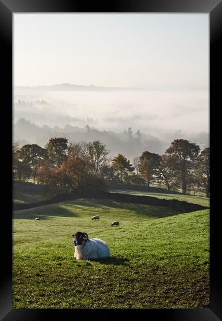 Sheep and fog in the valley at sunrise. Troutbeck, Framed Print by Liam Grant