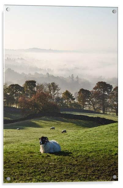 Sheep and fog in the valley at sunrise. Troutbeck, Acrylic by Liam Grant